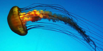 Vidéo : que faire en cas de piqûre de méduse ?